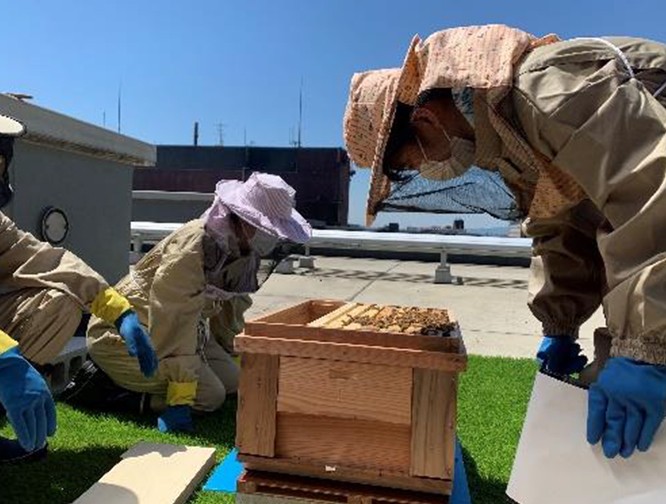ホテル屋上における都市養蜂の取り組み